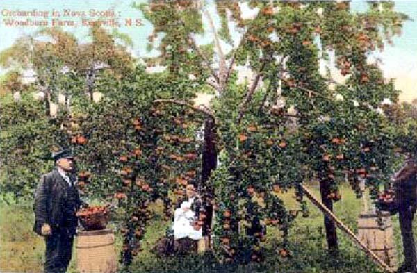 An Old Postcard Showing Apple Picking in the Annapolis Valley, Nova Scotia