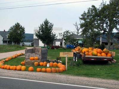 Pumpkins for sale in the Annapolis Valley, Nova Scotia.